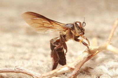 Close-up of insect