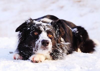 Portrait of dog in snow