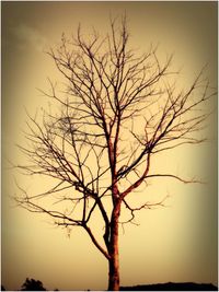 Low angle view of bare trees against sky