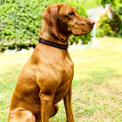 Close-up of a dog looking away