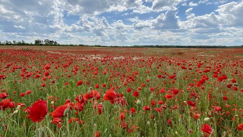 Close-up of red flowering plants on field against sky, poppy field