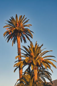 Low angle view of palm tree against clear blue sky