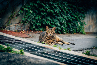 Portrait of a cat resting