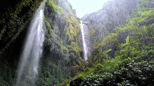 Low angle view of waterfall in forest