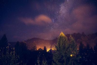 Trees against sky at night