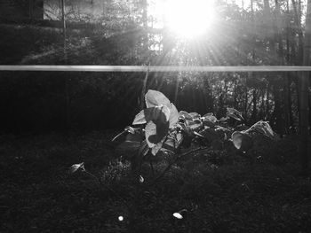 Sun shining through trees