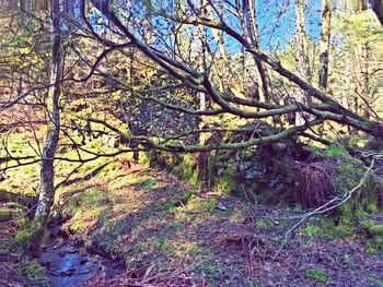 Trees in forest