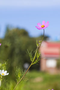 Close-up of flowers blooming outdoors