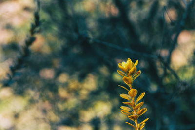 Close-up of yellow flowering plant on field