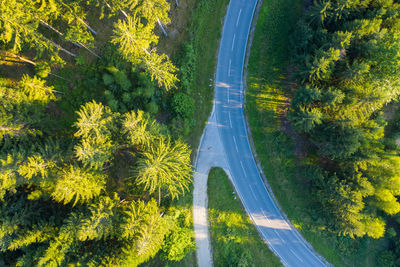 High angle view of road amidst trees in forest