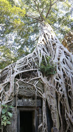 Low angle view of tree against building