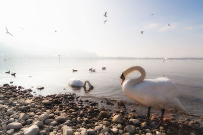 Swans at beach against sky