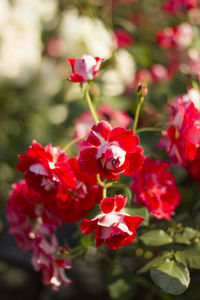 Close-up of red flowering plants