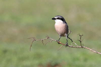 Close-up of bird perching on branch