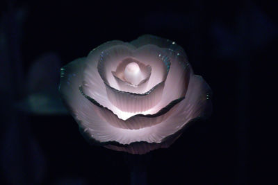 Close-up of white flower