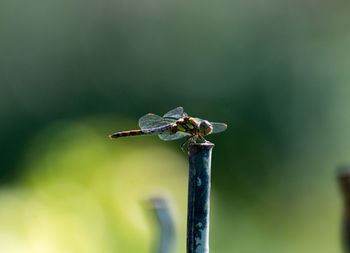 Close-up of damselfly perching on leaf