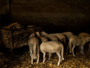 Sheep grazing in a field