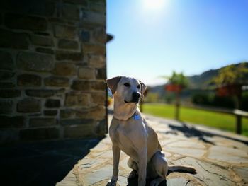 Close-up of dog