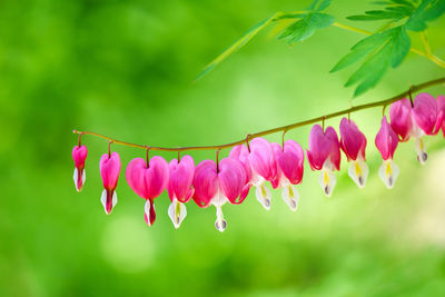 Pink bleeding heart flower in spring garden. lamprocapnos spectabilis