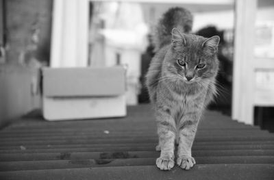 Cat on table