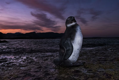 South african penguin against dramatic sunset sky on boulders beach