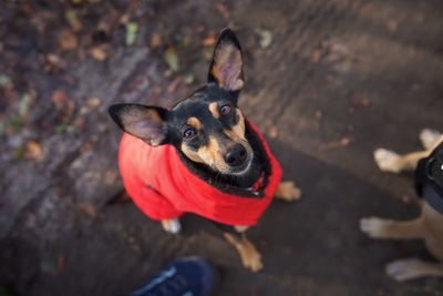 High angle portrait of dog standing outdoors