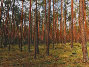 Trees in forest during autumn