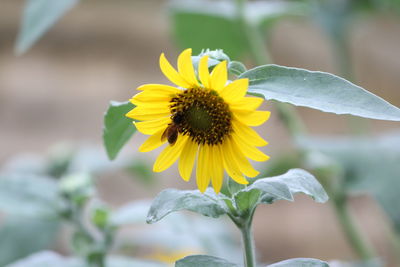 Close-up of yellow flowering plant