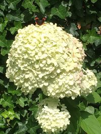Close-up of flowers blooming outdoors
