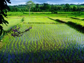 Scenic view of rice field against sky