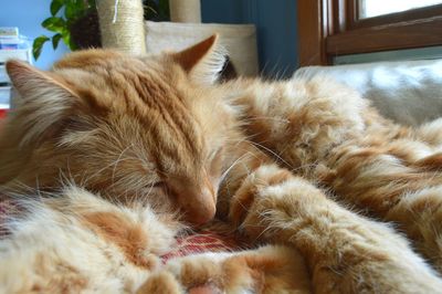 Close-up of cat sleeping
