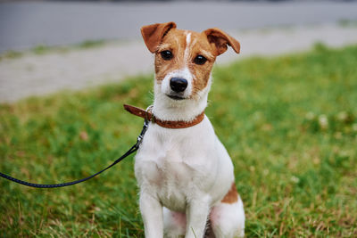 Dog on the grass in a summer day. jack russel terrier puppy looks at camera