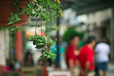 Close-up of plant against blurred background