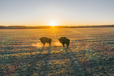 Mammals - european bison bison bonasus on sundown