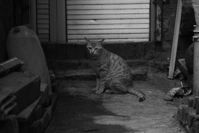 High angle view of tabby cat looking away