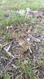 Close-up of plants growing on field