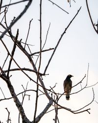 Low angle view of bird perching on branch against sky