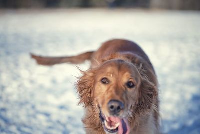 Close-up portrait of a dog