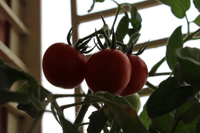 Low angle view of fruits on tree