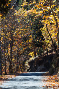 Scenic view of waterfall in forest during autumn