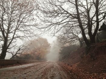 Road passing through forest