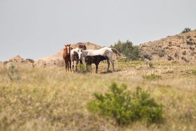 Horses in a field