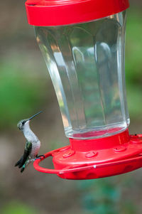 Hummingbird on bird feeder over field