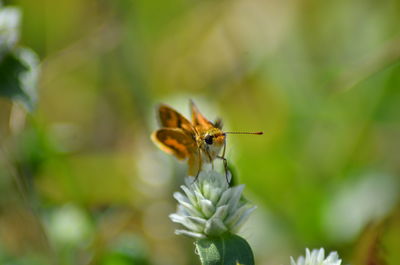 Close-up of butterfly pollinating on flower