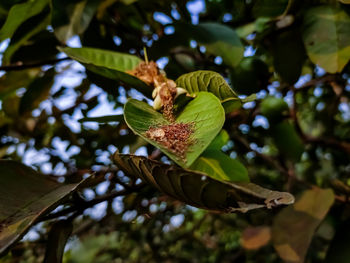 Guava is a common tropical fruit cultivated in many tropical and subtropical regions.