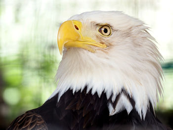 Close-up of eagle outdoors