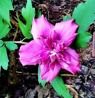 flower, petal, flower head, freshness, fragility, growth, leaf, single flower, beauty in nature, nature, close-up, pink color, plant, high angle view, blooming, stamen, purple, pollen, in bloom, blossom