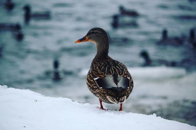 Close-up of bird perching on snow