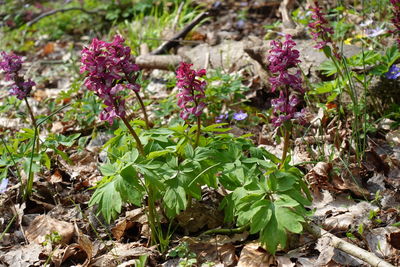 Close-up of purple flowering plants on field