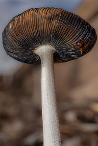 close-up